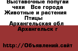 Выставочные попугаи чехи - Все города Животные и растения » Птицы   . Архангельская обл.,Архангельск г.